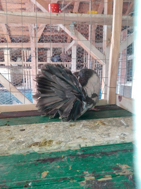 received_2047687645465867 - DE VANZARE