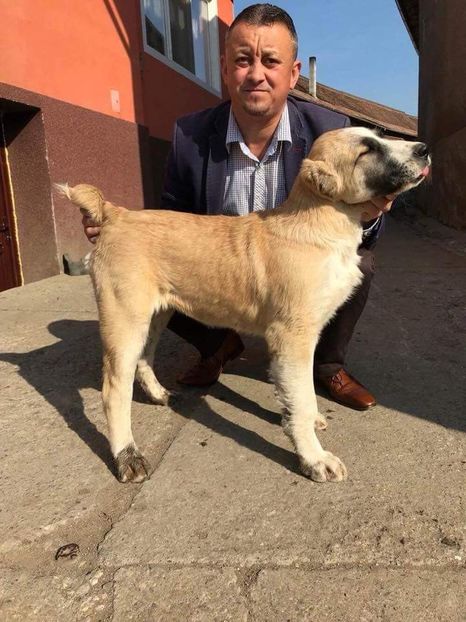  - 1 Căței Asia Centrală 2017-2018