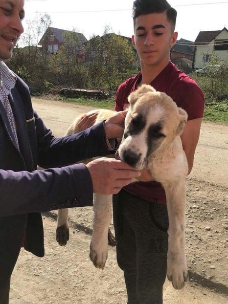  - 1 Căței Asia Centrală 2017-2018