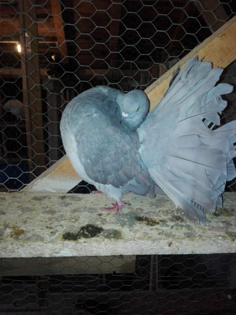 received_2047688878799077 - DE VANZARE