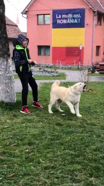  - 1 Căței Asia Centrală 2017-2018