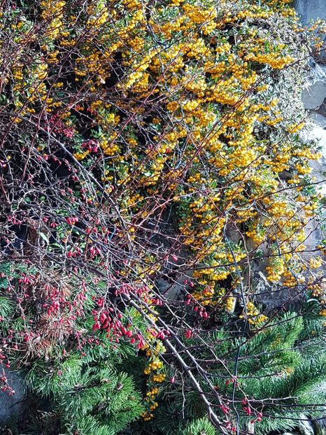 Fructe de iarna: Pyracantha galbena  si berberis rosu - Ianuarie 2018