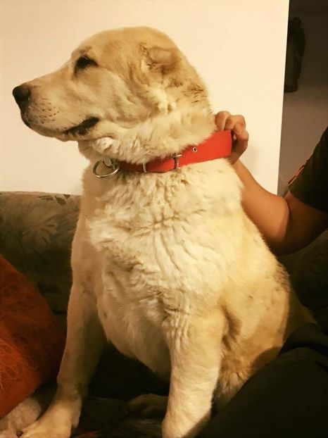  - 1 Căței Asia Centrală 2017-2018