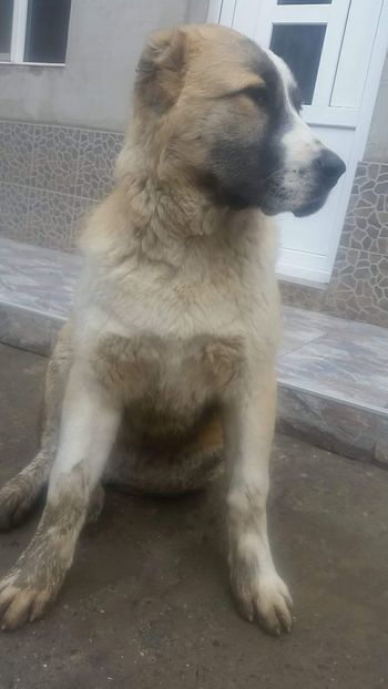 received_1958987231020026 - 1 Căței Asia Centrală 2017-2018