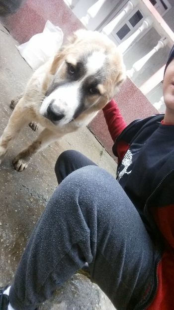 Snapchat-441403918 - 1 Căței Asia Centrală 2017-2018