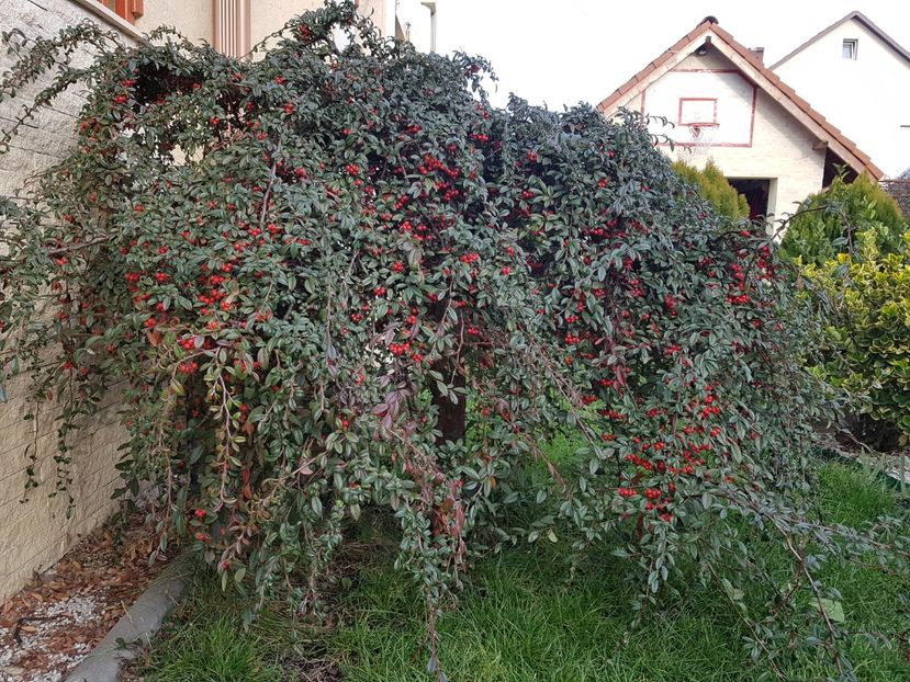 Fructe de iarna: Cotoneaster cu fructe rosii - Ianuarie 2018