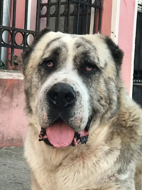 received_2027387934147726 - 1 Bătrâneii Asiatici 2018