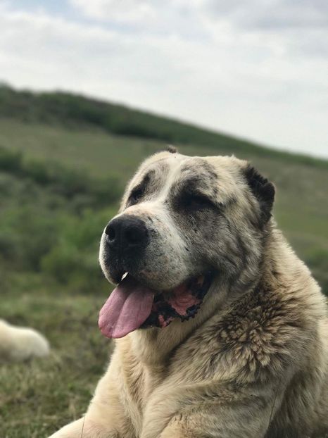 received_1972824099604110 - 1 Bătrâneii Asiatici 2018