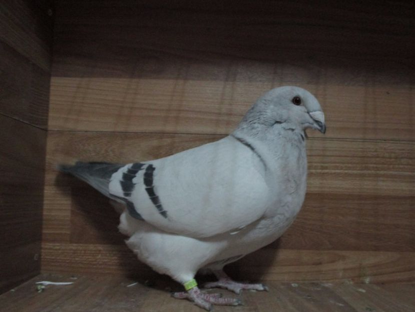 4384-17 - Femele 2018