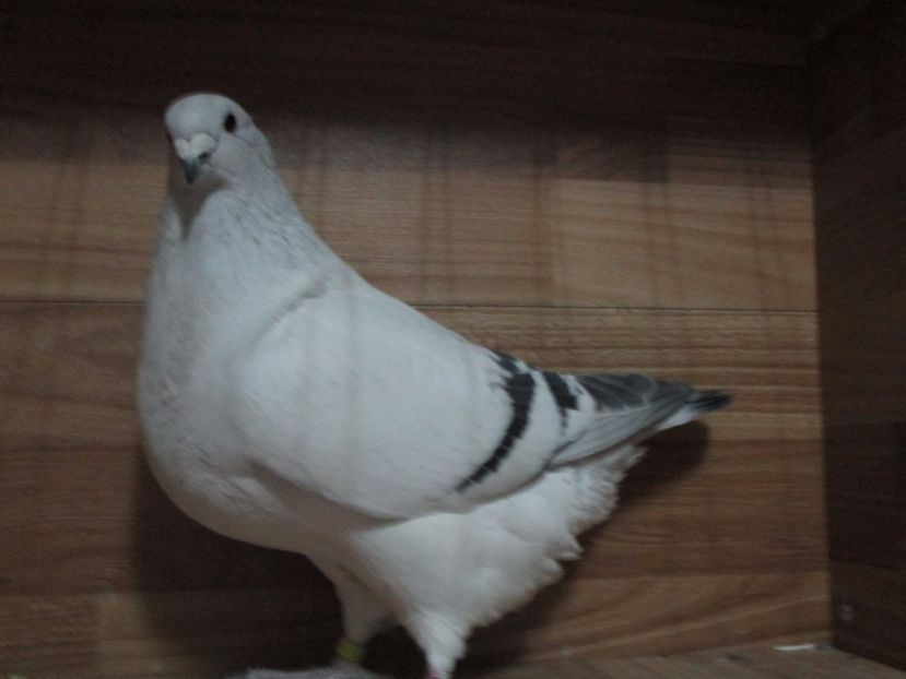 4395-17 - Femele 2018