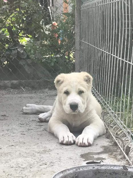  - 1 Căței Asia Centrală 2017-2018