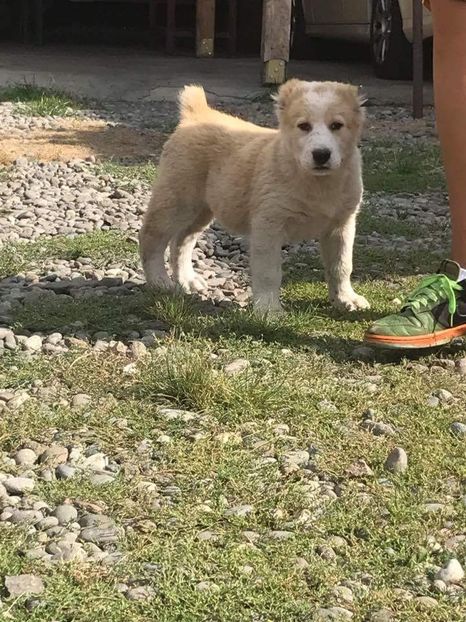  - 1 Căței Asia Centrală 2017-2018