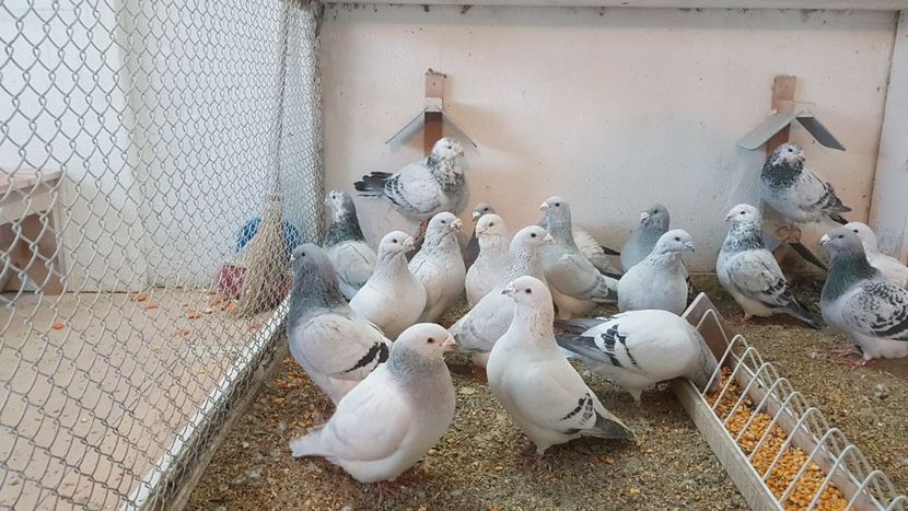  - 0- 16 ian 2018 Masculi voiajori standard pentru matca