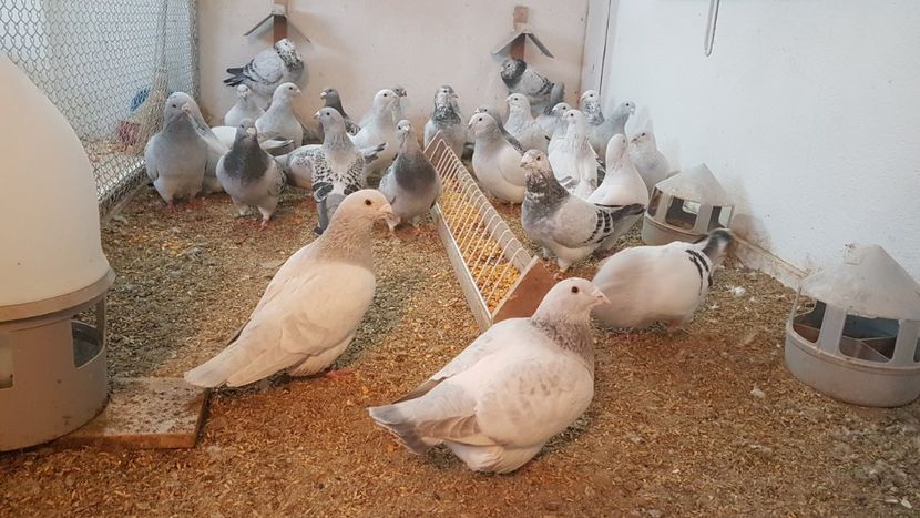  - 0- 16 ian 2018 Masculi voiajori standard pentru matca