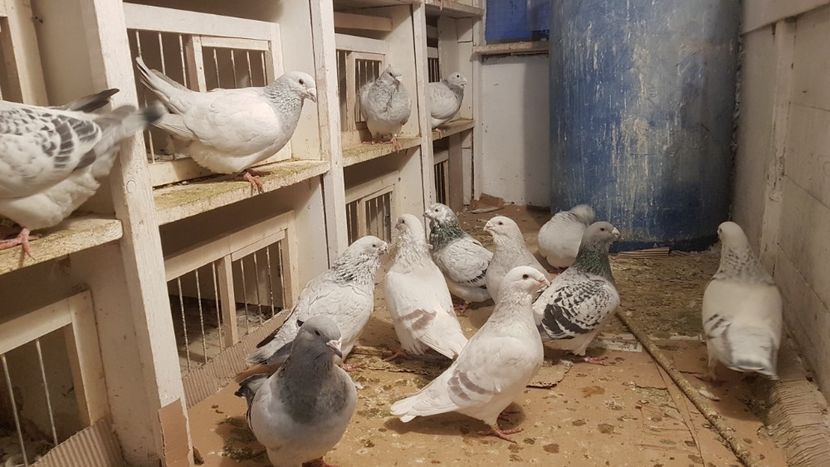  - 0- 16 ian 2018 Masculi voiajori standard pentru matca