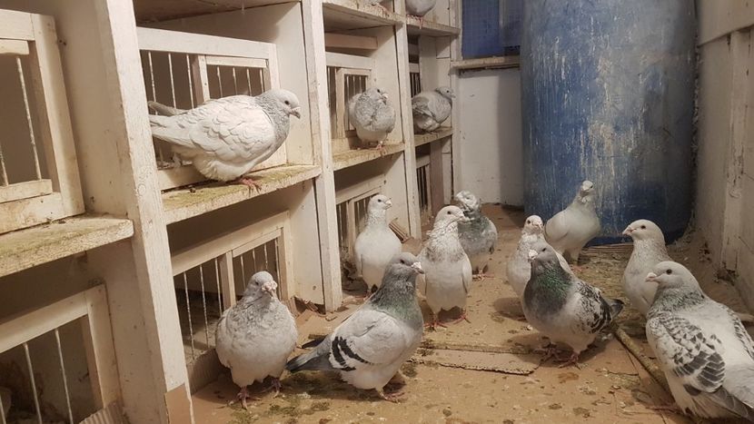  - 0- 16 ian 2018 Masculi voiajori standard pentru matca