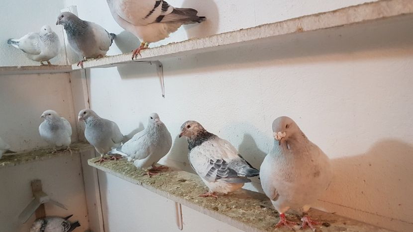  - 0- 16 ian 2018 Masculi voiajori standard pentru matca