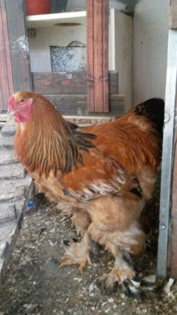  - BRAHMA COLUMBIA - ARHIVA