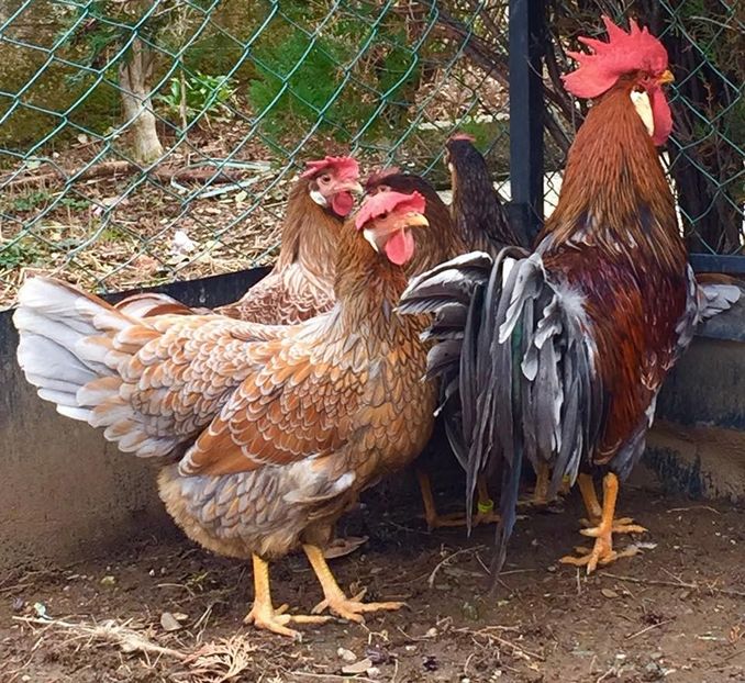  - Red Blue Laced Leghorn - Italiene Rosu cu bordura Albastra