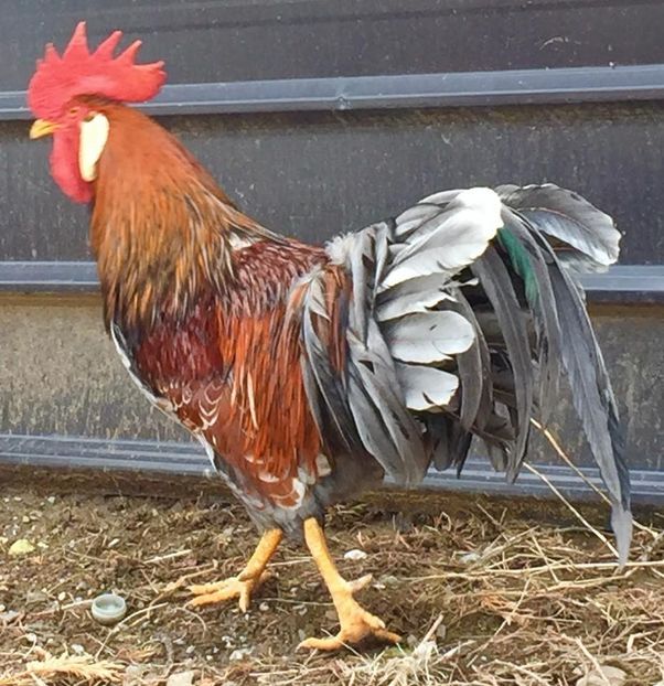  - Red Blue Laced Leghorn - Italiene Rosu cu bordura Albastra