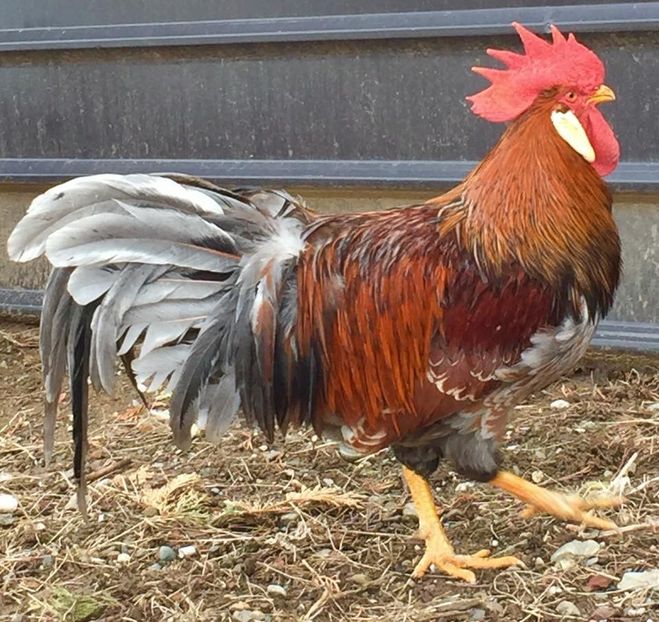  - Red Blue Laced Leghorn - Italiene Rosu cu bordura Albastra