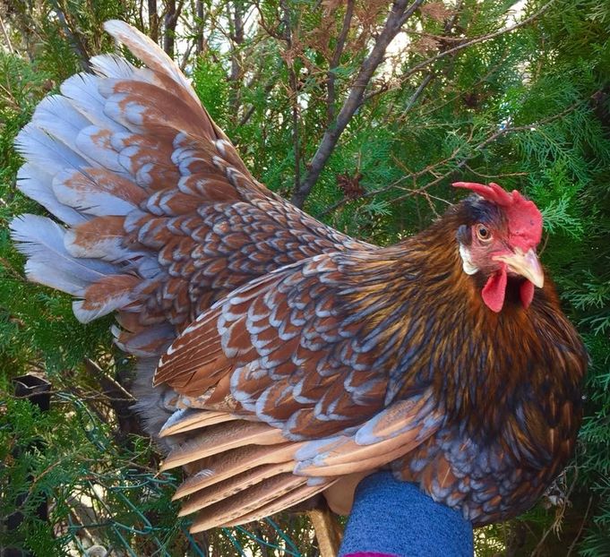  - Red Blue Laced Leghorn - Italiene Rosu cu bordura Albastra