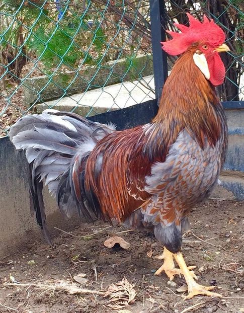  - Red Blue Laced Leghorn - Italiene Rosu cu bordura Albastra