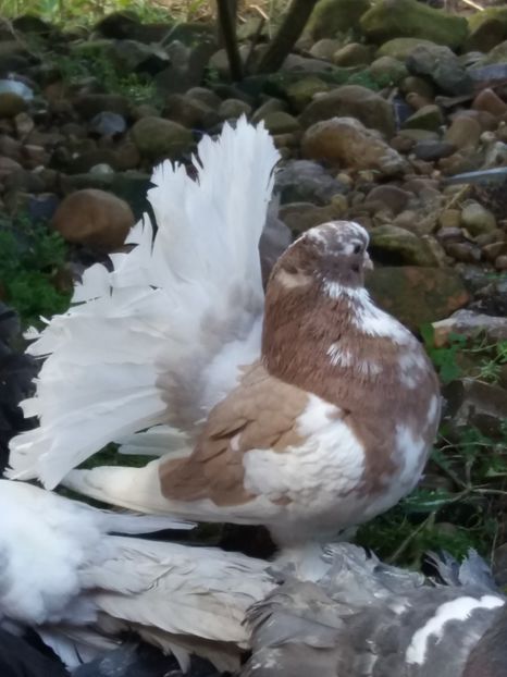 MG.LOFT - 3 VOLTATI INDIENI