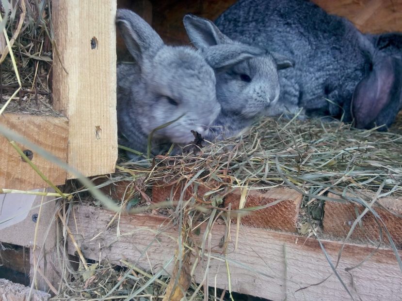 image - Cuib 9 din 18 Dec 2017