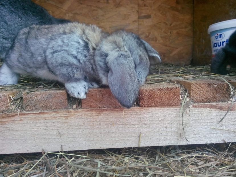 image - Cuib 9 din 18 Dec 2017