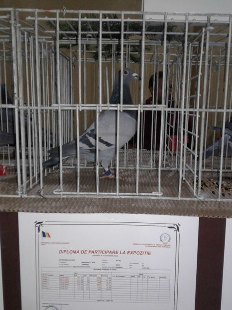 My Champion 2o17 - cuplul 10 2o18