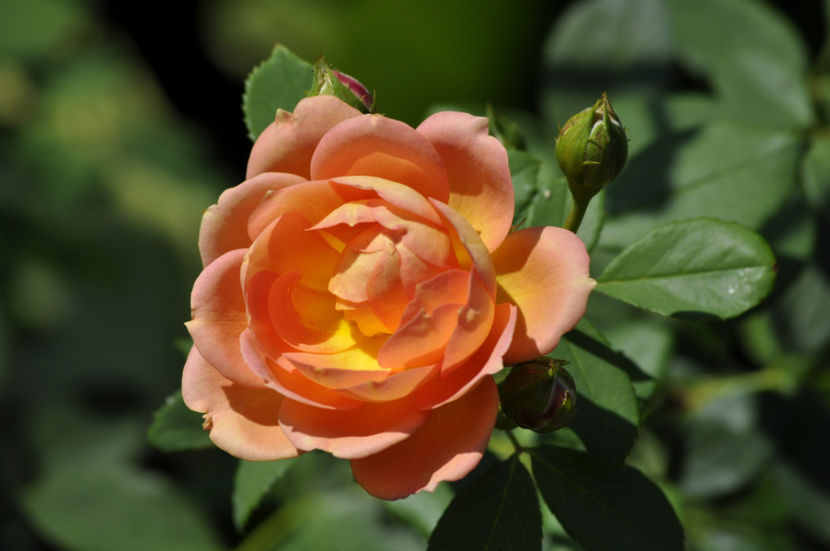 _DSC0168 - Lady of Shalott