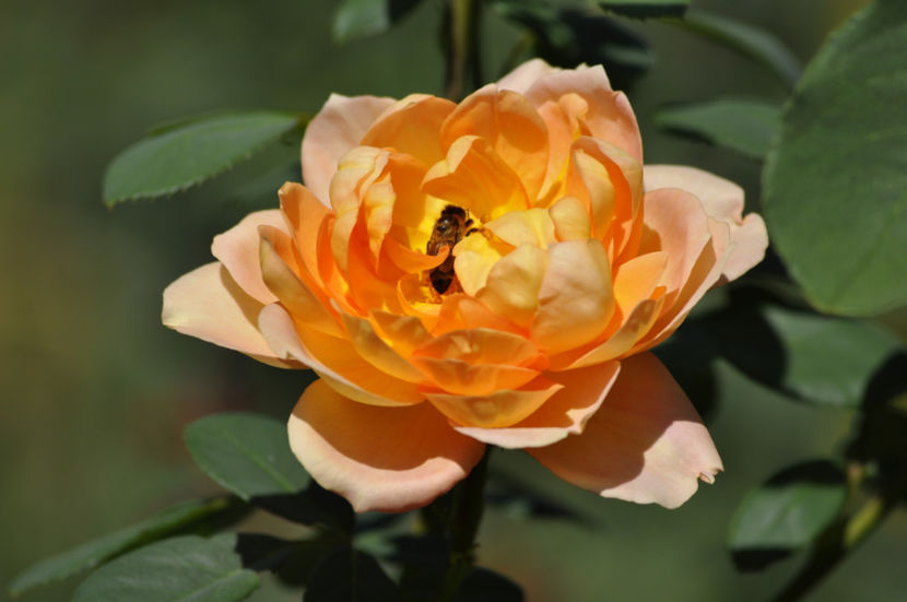 _DSC0342 - Lady of Shalott