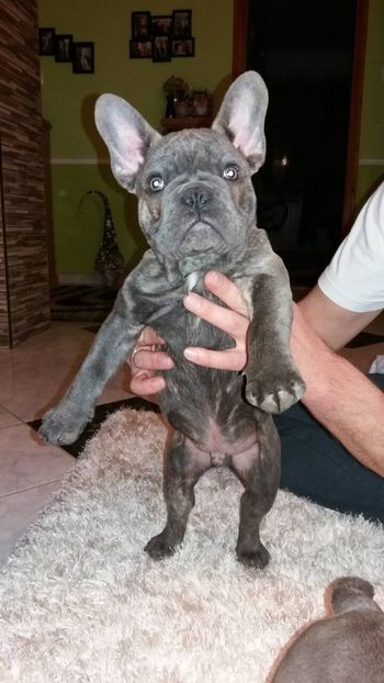 IMG-20180109-WA0025 - Bulldog francez de vanzare