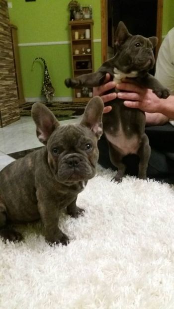 IMG-20180109-WA0021 - Bulldog francez de vanzare