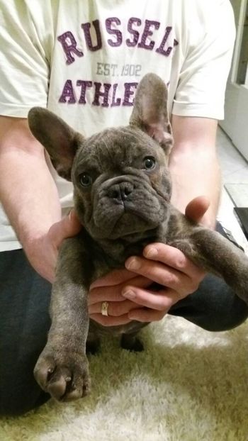 IMG-20180109-WA0024 - Bulldog francez de vanzare