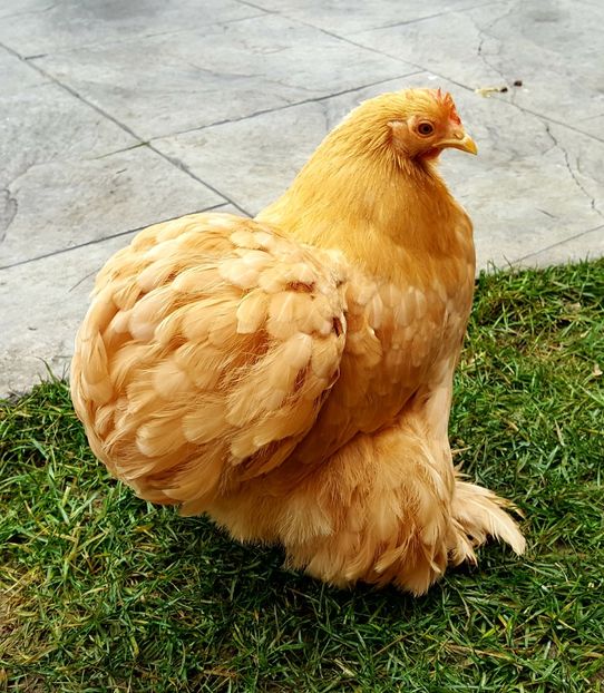  - 31_COCHINCHINA PITIC GALBEN 2021