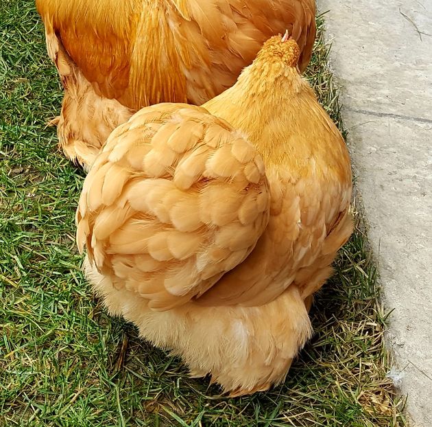  - 31_COCHINCHINA PITIC GALBEN 2021