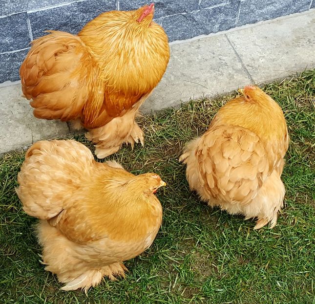  - 31_COCHINCHINA PITIC GALBEN 2021