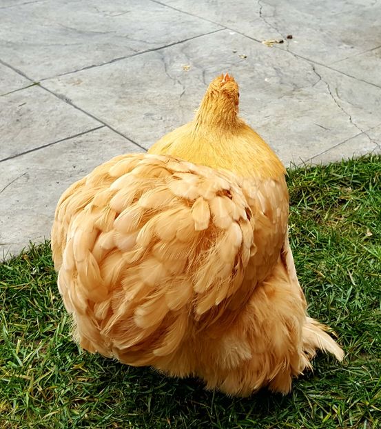  - 31_COCHINCHINA PITIC GALBEN 2021