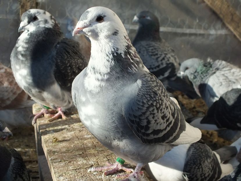 031 - Voiajori Standard