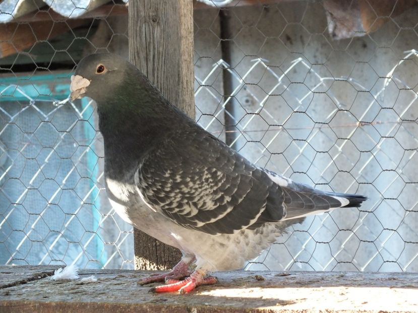 036 - Voiajori Standard