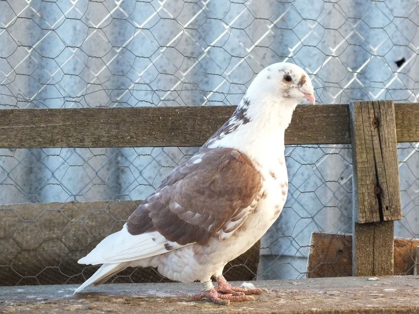 037 - Voiajori Standard