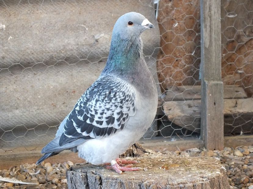 038 - Voiajori Standard