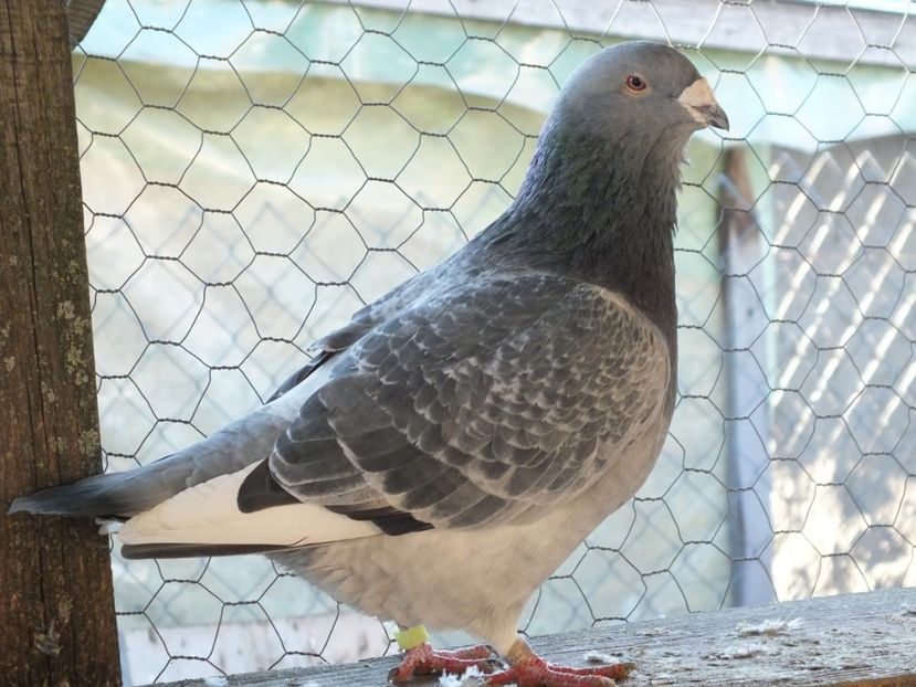 039 - Voiajori Standard