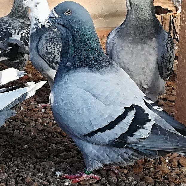 044 - Voiajori Standard