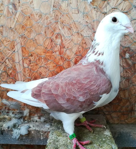 050 - Voiajori Standard