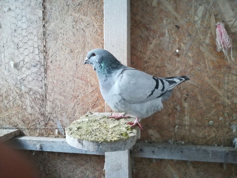 051 - Voiajori Standard