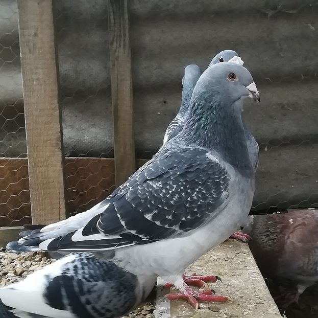 052 - Voiajori Standard