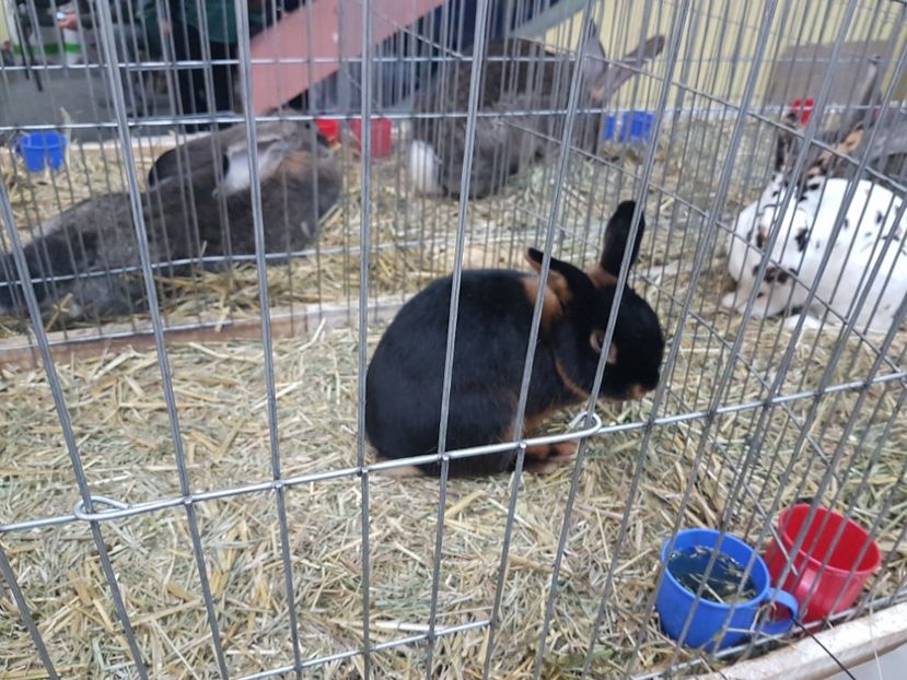  - 2017-Exp Nationala RO-Bucuresti